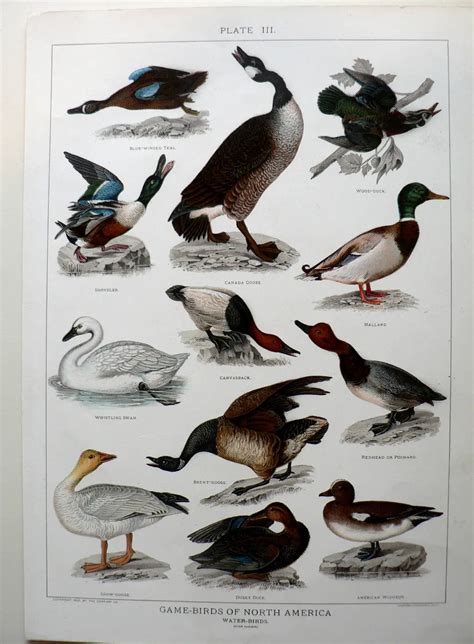 North American Water Birds 14 Most Common Water Birds