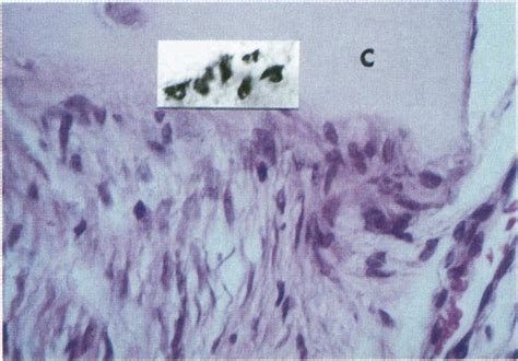 detail   serial section    tissue section   figure