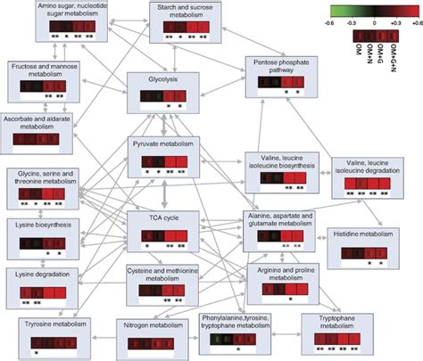 Transcriptional Regulation Of Pathways In The Carbohydrate And Nitrogen Download Scientific