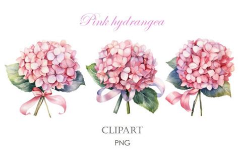 Watercolor Hydrangea Clipart Graphic By Lesyaskripak Art Creative Fabrica