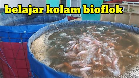 Update Pertumbuhan Ikan Kolam Bioflok D1 Di Teras Rumah Belajar