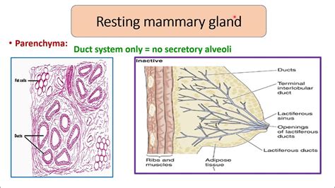 Med Level2 Rep Mamary Gland1 Youtube