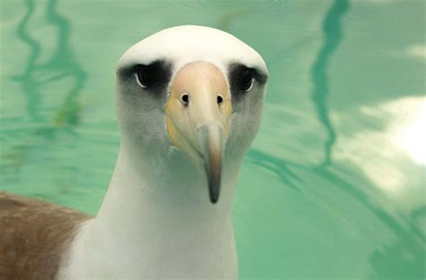 Staring into the eyes of an albatross