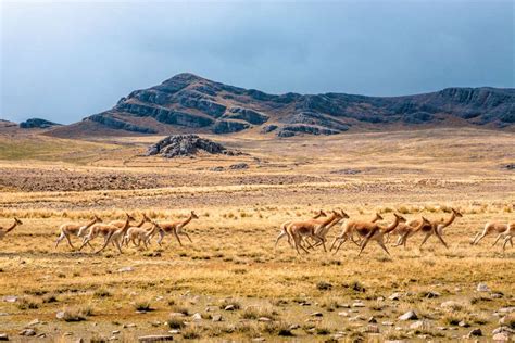 Excursi N A La Pampa Galeras B Rbara Dachille Desde Nazca