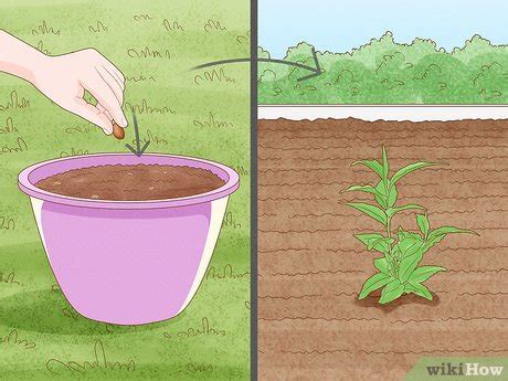 How to Plant a Plum Seed (with Pictures) - wikiHow