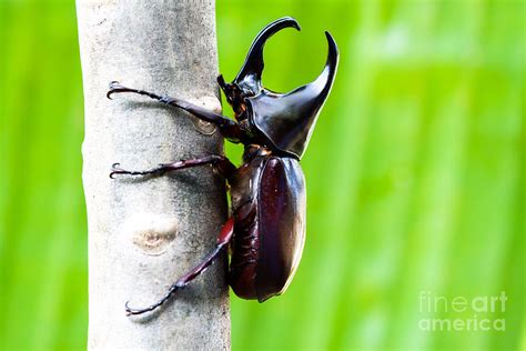 Male Rhinoceros Beetle Rhino Beetle Photograph by Enterphoto - Fine Art America