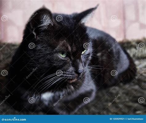 Black Sleeping with White Spot Cat Lying on the Couch Stock Image ...