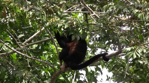 Howler Monkey Youtube