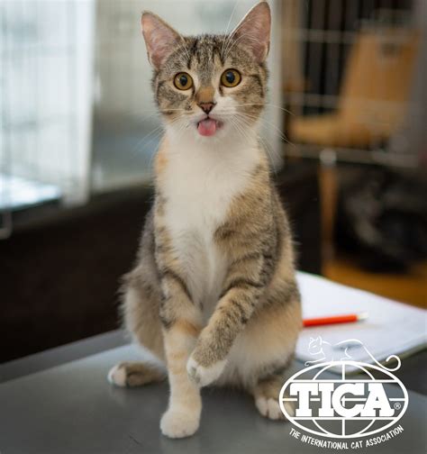 forms tica  international cat association