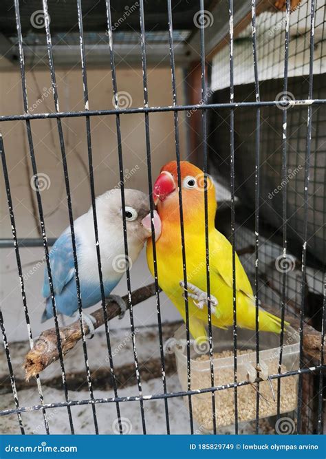 Two love birds in a cage stock image. Image of yellow - 185829749