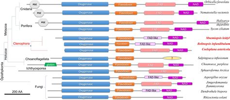 Frontiers Nitric Oxide Signaling In Ctenophores