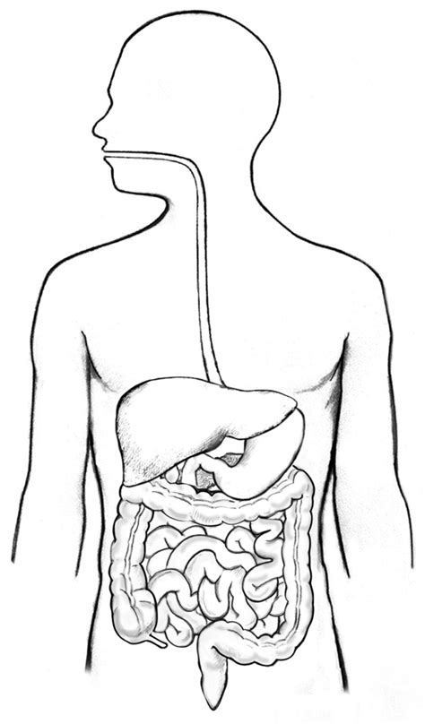 Unlabeled Digestive System Diagram Without Labels Emsekflol