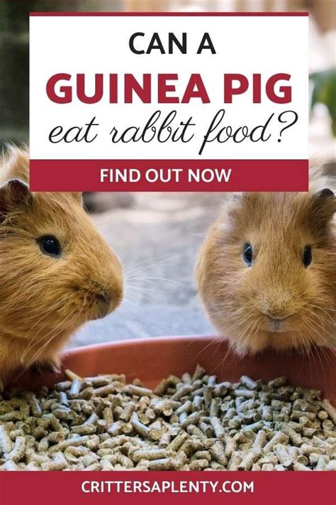 Can a Guinea Pig Eat Rabbit Pellets? - Pet Food Guide