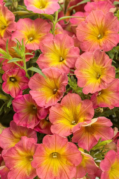 Petunia Hybrid Supertunia Saffron Finch Pleasant View Gardens