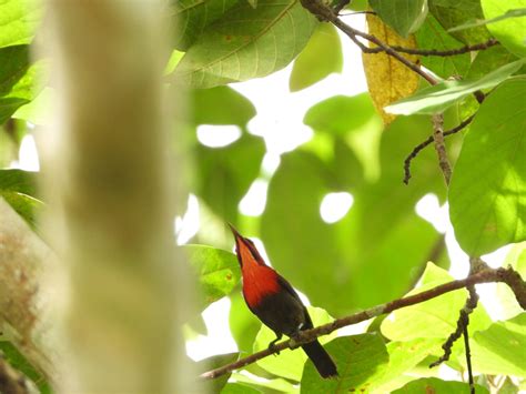 Burung Madu Sepah Raja Komiuid