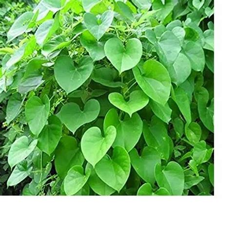 Tinospora Cordifolia Extract Powder, Packaging Type: Bag, Packaging ...