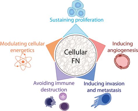 Frontiers Shaping Up The Tumor Microenvironment With Cellular Fibronectin