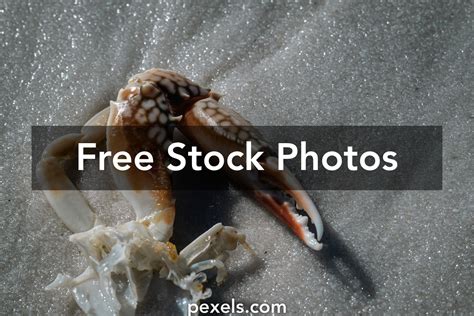Claw Structure Photos Download The Best Free Claw Structure Stock