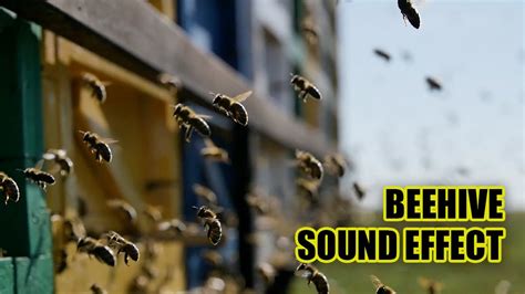 Beehive Sounds Beehive Sound Effects Bees Buzzing YouTube