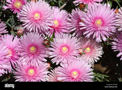 Pig Face Flowers Hi Res Stock Photography And Images Alamy