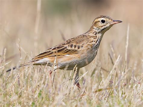 マミジロタヒバリ eBird