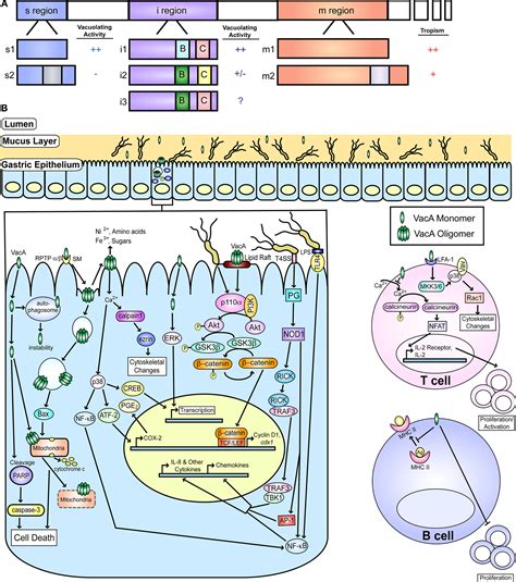 Frontiers A Tale Of Two Toxins Helicobacter Pylori CagA And VacA