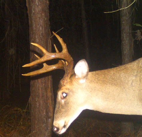 Lauderdale County Ms Hunting Lease Legacy Wildlife