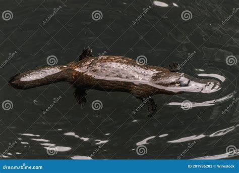 Platypus Swimming in a Calm Body of Water Stock Image - Image of still ...