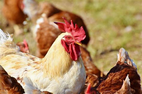 Newcastle Disease Detected In Poland Biosecurity Remains Key Halamid