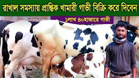 রাখাল সমস্যায় প্রান্তিক খামারী গাভী বিক্রি করে দিবেন ১লাখ ৪০হাজারে