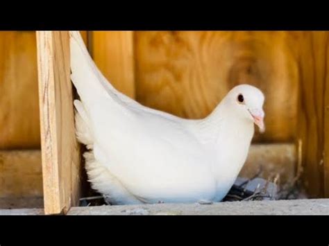 100 Mile Training Toss For My YB Racing Pigeons Breeders Update YouTube