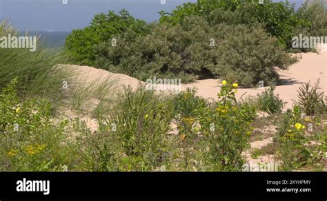 Pioneer Dune Plant Stock Videos Footage Hd And K Video Clips Alamy