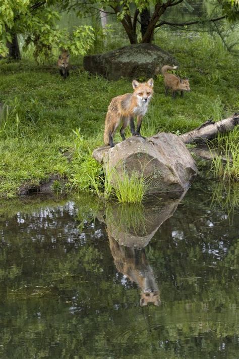 Fox with two kits stock image. Image of mother, water - 31919643