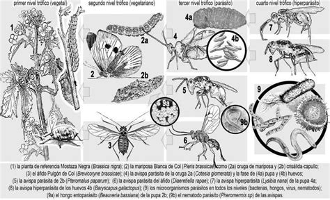 Cu L Es La Raz N Detr S Del Ruido Intenso De Las Cigarras