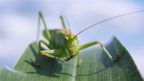 10 Grasshoppers Facts - Behavior, Flight, Movement & More | Facts.net