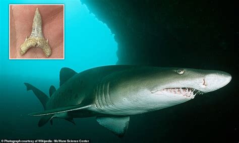 New species of 65 million-year-old fossil shark discovered in Alabama