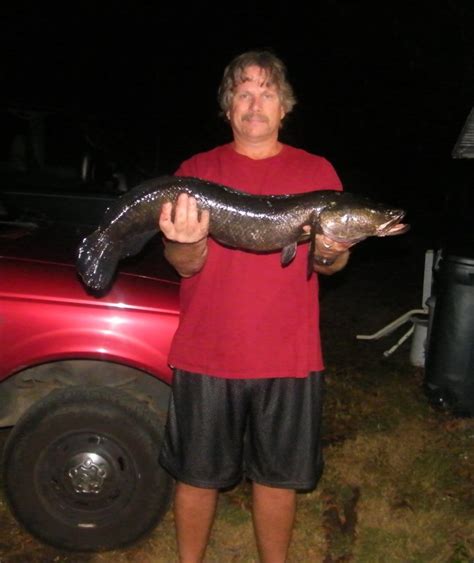 How Do You Catch Snakeheads Snakehead Fishing