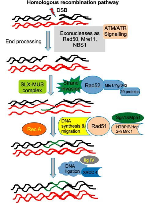 This Diagram Presents A Schematic Illustration Of The Homologous Download Scientific Diagram