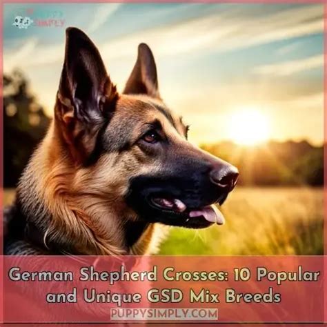 German Shepherd Crosses: 10 Popular and Unique GSD Mix Breeds