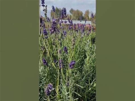 💜Лаванда узколистная Hidcote Blue Хидкот Блю | Питомник растений ...