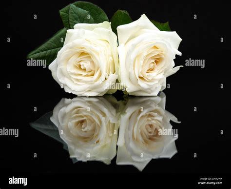 El Top Imagen Tipos De Rosas Blancas Abzlocal Mx