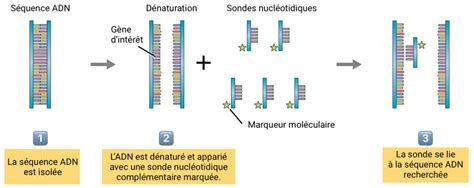 Définition Hybridation moléculaire