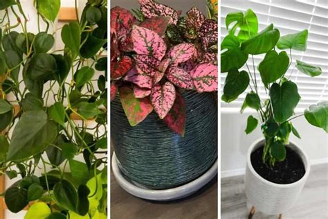 The 31 Best Houseplants for Beginners - At Lane and High