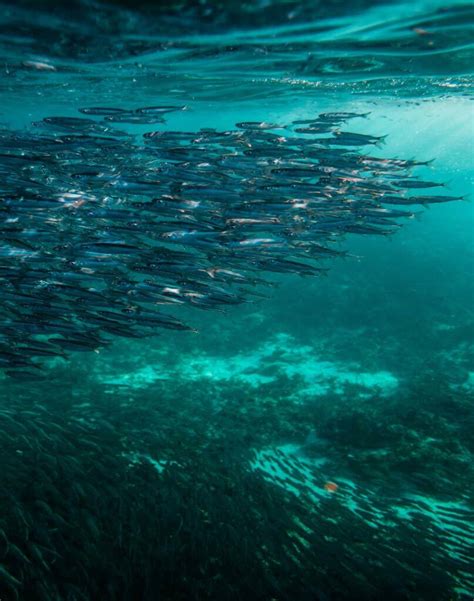 Pilchard: The Small But Mighty Fish Powering the Ocean - Ocean Info