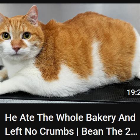 Stream Porter Robinson Fuck A Fan Contest By Dicksoak Chk Dsk Listen Online For Free On