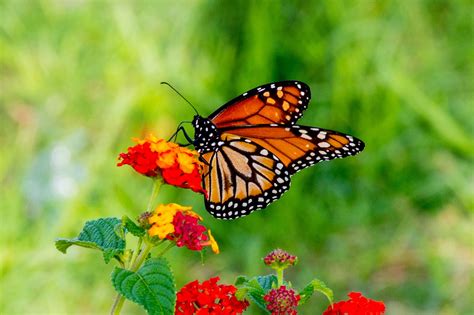 Butterfly Insect Nature Free Photo On Pixabay Pixabay