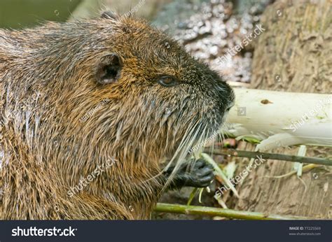 Eating Beaver Stock Photo 77225569 Shutterstock