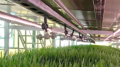 Hydroponic Fodder Farming A Case Study From Xinjiang China Auxgrow