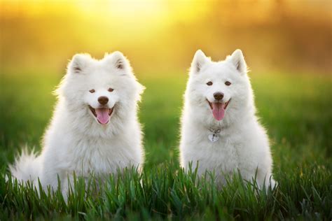 50+ Cute And Popular Samoyed Names - Adorable Name Ideas