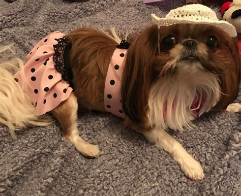 Bikini De Perro Traje De Ba O Para Perros Traje De Ba O Para Etsy Espa A